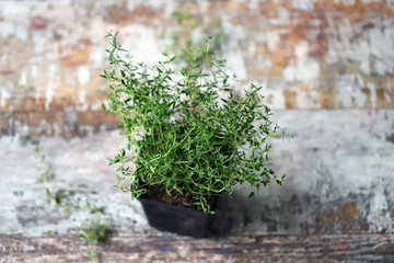 Selective focus. Macro. Thyme in a pot. Growing greens.