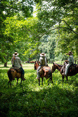 Ganado en el campo de Montería Córdoba Colombia