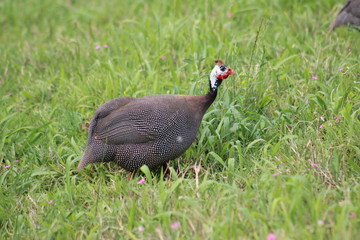 guinea fowl in the grass