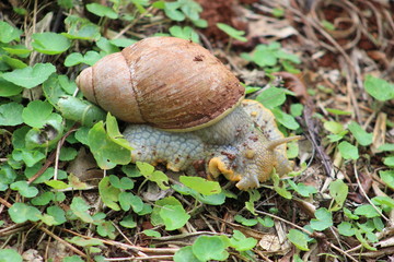 snail on the plantation