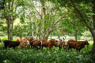 Ganado en el campo de Montería Córdoba Colombia