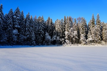 Trees covered with snow on frosty morning and blue sky. Beautiful winter panorama on lake Asaru in Latvia
