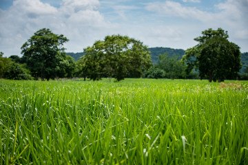 Pasto alto en el campo de Montería Córdoba