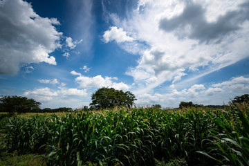 Paisajes del campo en Montería Córdoba COlombia