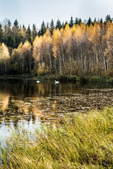 Forest lake in the autumn sunny day, two wild swans swim in a pond, forest landscape background