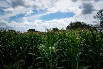 Paisajes del campo en Montería Córdoba COlombia