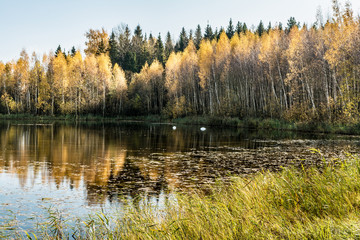 Forest lake in the autumn sunny day, two wild swans swim in a pond, forest landscape background