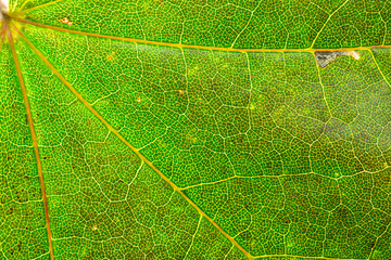 Leaf texture. Abstract foliage background. Tropical pattern. Nat