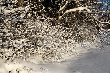 Trees covered with snow on frosty morning. Beautiful winter panorama  in Latvia.