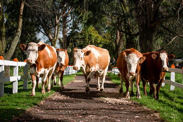 Vacas doble proposito en Cundinamarca-Colombia