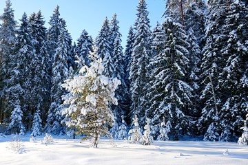 Trees covered with snow on frosty morning. Beautiful winter panorama  in Latvia.
