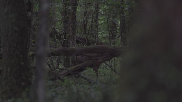 Chevreuil dans la for&ecirc;t