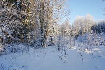 Fototapeta premium Beautiful sunny winter day with white trees,cold day