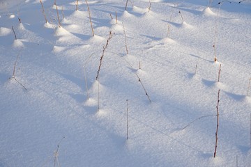 Dry grass sticking out of the snow texture with blue shadow in sunny winter morning
