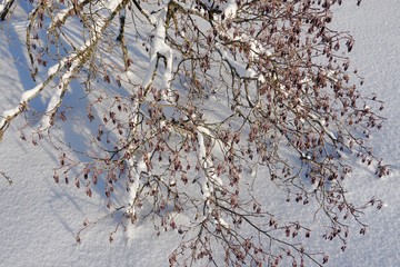 Beautiful sunny winter day with white trees,cold day