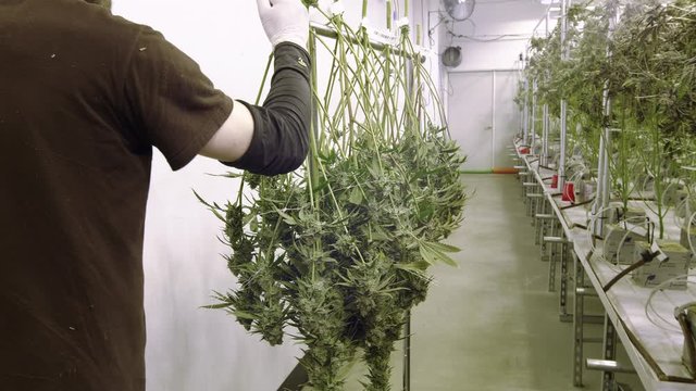 Marijuana Gardener Pushing Cart with Weed Plants to Dry