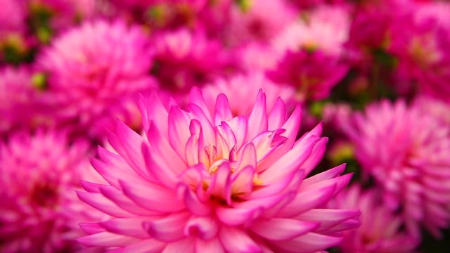 Defocused blur pink Dalhia flower