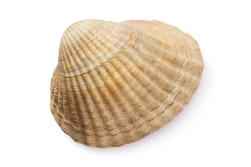 Small bivalve seashell isolated on white background, top view. Stacked photo