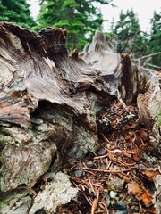 Old Dead Textured wooden log in the Pacific Northwest