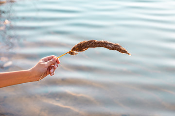 Hand holds branch of inflorescence Hierochloe odorata on water background