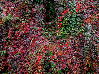 Autumn season - Colors of the leaves of the American vine