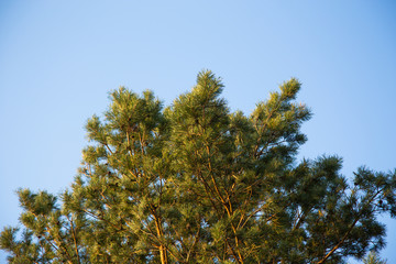 Spruce Twigs On A Background Of Blue Sky Close-up. Hd Wallpaper Nature Green Spruce Wallpapers For Desktop Backgrounds.
