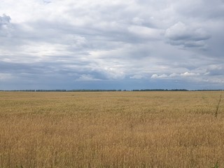 Rural landscape of agriculture field