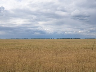 Rural landscape of agriculture field