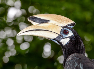 toucan bird © markrhiggins