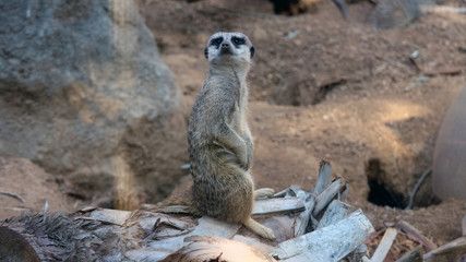 meerkat