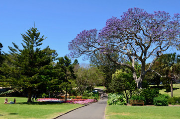 A scene at the Royal Botanic Gardens in Sydney.