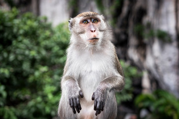 macaque, long-tailed macaque, batu caves monkeys in Kuala Lumpur Malaysia