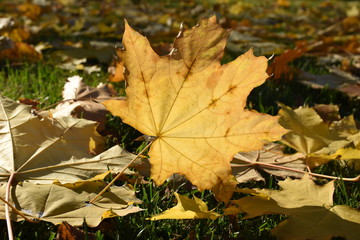 Closeup yellow maple leaves on green grass in the park on a nice and beautiful autumn day (selective focus), with copyspace for your text