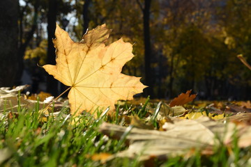 Closeup yellow maple leaves on green grass in the park on a nice and beautiful autumn day (selective focus), with copyspace for your text