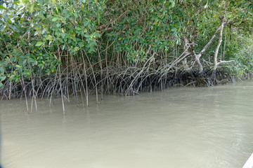 racines de palétuvier sur le fleuve Mahury commune de Matoury en Guyane française