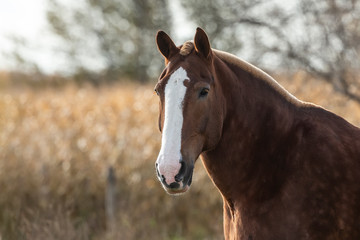 Obraz premium Beautiful horse on the pasture