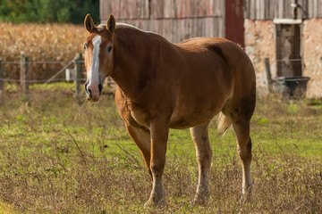 Naklejka na ściany i meble Beautiful horse on the pasture