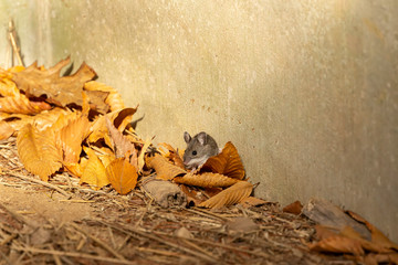 The deer mouse (Peromyscus maniculatus) north American native rodent, often called the North...