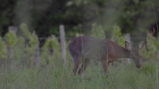 Chevreuil dans un champs pr&egrave;s de la for&ecirc;t.