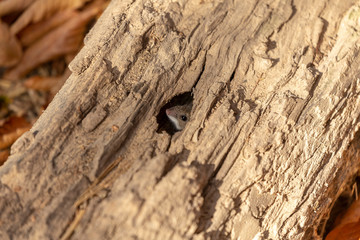 The deer mouse (Peromyscus maniculatus) north American native rodent, often called the North American deermouse