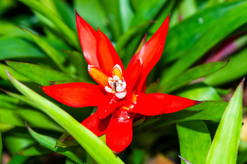 Close up of red bromeliad plants