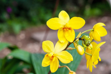 Obraz na płótnie Canvas Picture of yellow flowers