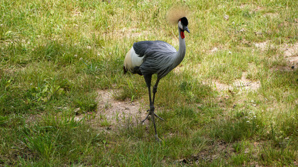 EAST AFRICAN CROWNED CRANE BALEARICA REGULORUM GIBBERICEPS