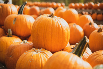 pumpkins on wooden table in the sunshine on an autumn day 