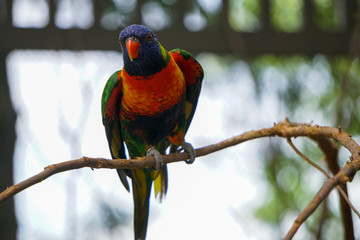 GREEN-NAPED LORIKEET TRICHOGLOSSUS HAEMATODUS HAEMATODUS