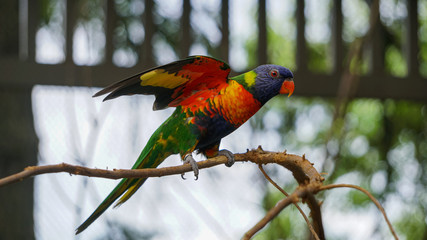 GREEN-NAPED LORIKEET TRICHOGLOSSUS HAEMATODUS HAEMATODUS