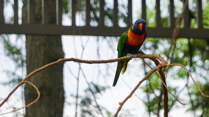 GREEN-NAPED LORIKEET TRICHOGLOSSUS HAEMATODUS HAEMATODUS