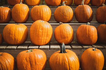 pile of jack be little pumpkins during autumn 