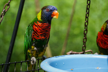 GREEN-NAPED LORIKEET TRICHOGLOSSUS HAEMATODUS HAEMATODUS