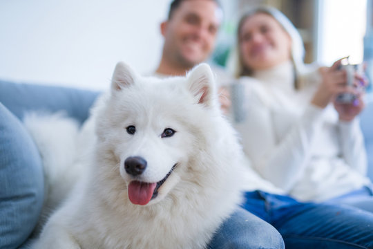 Young Beautiful Couple With Dog Sitting On The Sofa Drinking Coffee At New Home Around Cardboard Boxes